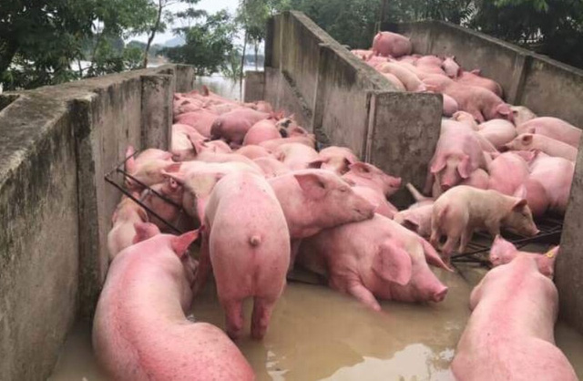 cứu hộ những con lợn trong mưa lũ, cứu với số lợn còn lại trong số 6000 con lợn 