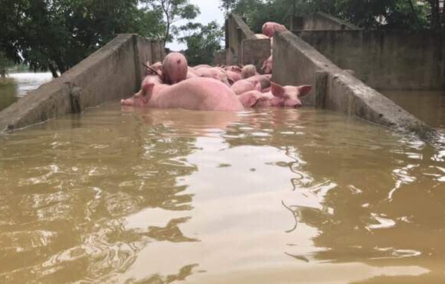 cứu hộ những con lợn trong mưa lũ, cứu với số lợn còn lại trong số 6000 con lợn 