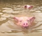 cứu hộ những con lợn trong mưa lũ, cứu với số lợn còn lại trong số 6000 con lợn