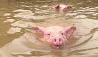 cứu hộ những con lợn trong mưa lũ, cứu với số lợn còn lại trong số 6000 con lợn
