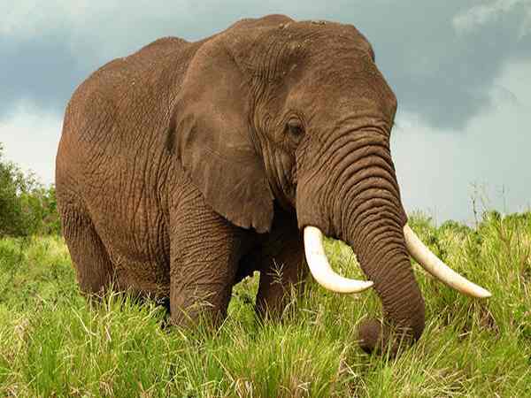 Mơ thấy voi là điềm báo lành hay dữ?
