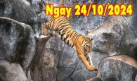 Phân tích con số may mắn tuổi Giáp Dần ngày 24/10/2024 thứ 5 hôm nay