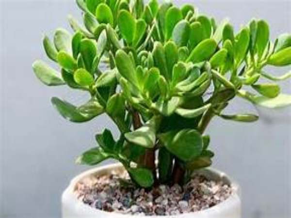 Tuổi Tỵ nên trồng cây ngọc bích trong nhà