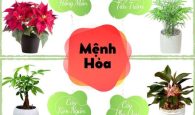 mệnh hỏa trồng cây gì