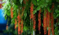 cây lộc vừng hợp tuổi nào