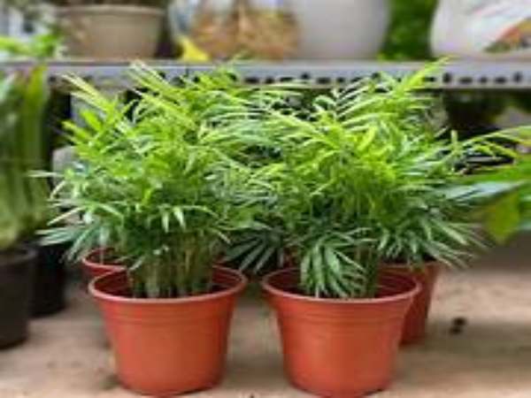 Tìm hiểu mệnh Mộc hợp cây gì cho không gian thịnh vượng 
