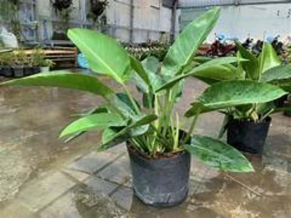Cây Đế Vương Xanh hợp tuổi giáp Thìn