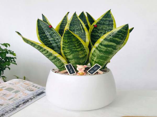Cây tài lộc dành cho tuổi Bính Tý mệnh Thủy