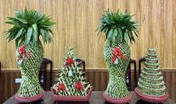 cây phát lộc hợp mệnh gì