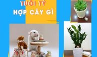 tuổi tý hợp cây gì