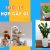 tuổi tý hợp cây gì