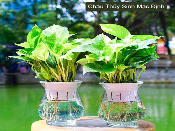 Cây trầu bà thủy sinh hợp mệnh Thủy