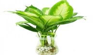 cây vạn niên thanh hợp tuổi gì