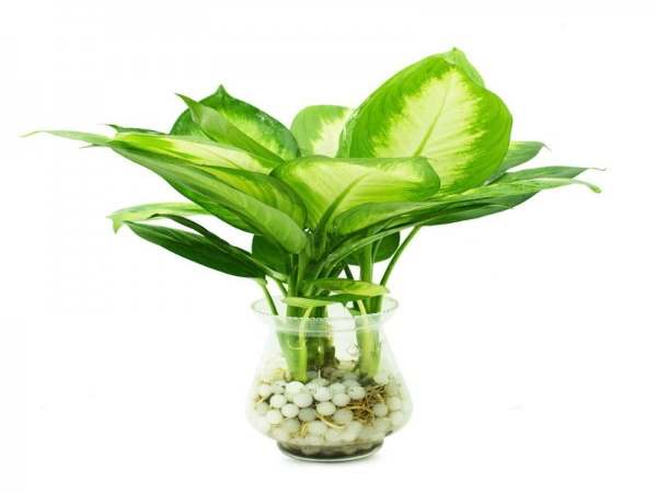 Đặc điểm cây vạn niên thanh