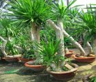 cây hợp phong thủy tuổi dậu
