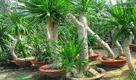 cây hợp phong thủy tuổi dậu
