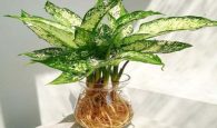 mệnh kim hợp cây gì để bàn làm việc