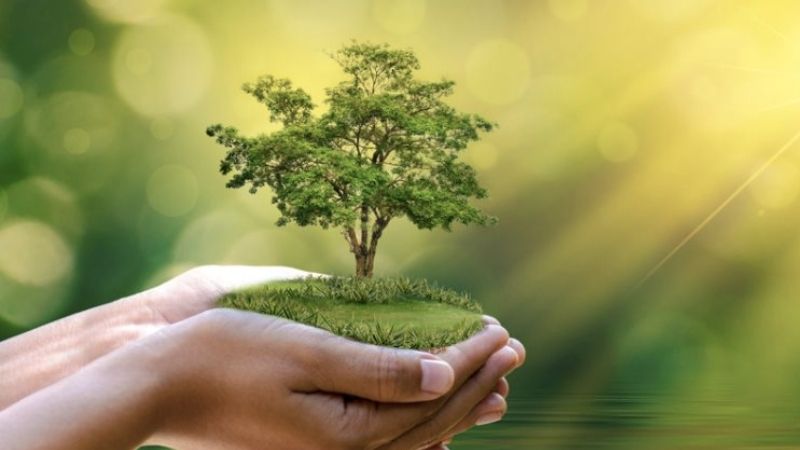 Đặc điểm của người mệnh Mộc
