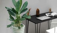 cây bạch mã hoàng tử hợp tuổi nào