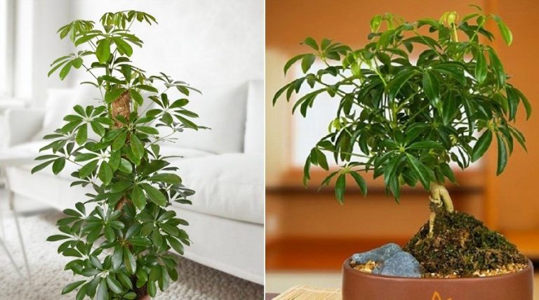 Tuổi Dần