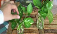 cây trầu bà thủy sinh hợp mệnh gì