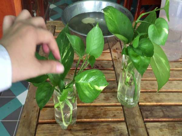 cây trầu bà thủy hợp mệnh kim và thổ
