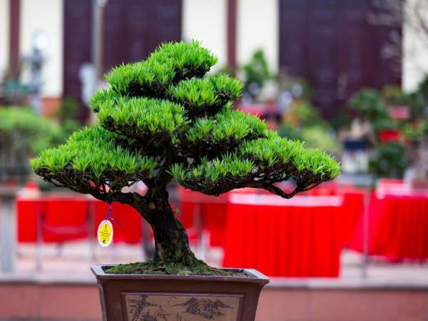 Cây Tùng La Hán Bonsai