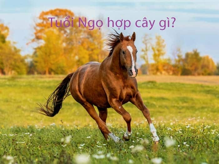 Cây phong thủy phù hợp cho tuổi Ngọ