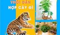 tuổi dần hợp cây gì