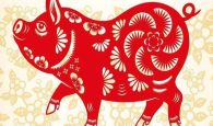 tuổi hợi hợp cây gì