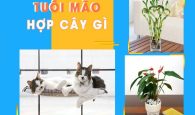 tuổi mão hợp cây gì