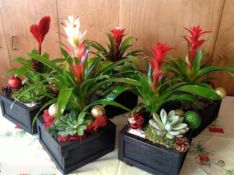 Cây phong thủy cho người tuổi Kỷ Sửu (Mệnh Hỏa)
