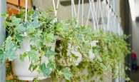 tuổi sửu hợp cây gì