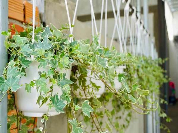  Cây phong thủy cho người tuổi Quý Sửu (Mệnh Mộc)