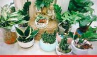 tuổi thân hợp cây nào