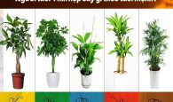 tuổi thìn hợp cây gì