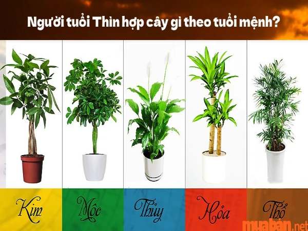 Tuổi Thìn hợp cây gì theo mệnh?