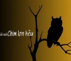 Giải mã chim lợn kêu 1 tiếng có điềm gì?