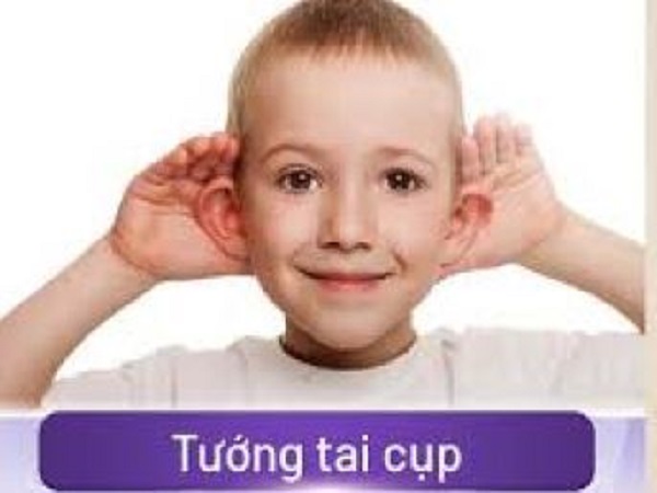 Đặc điểm nhận biết tai cụp